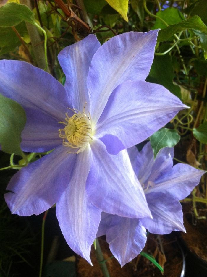 Clematis H.F. Young