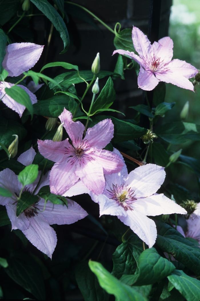 Clematis Hagley Hybrid ('Pink Chiffon')