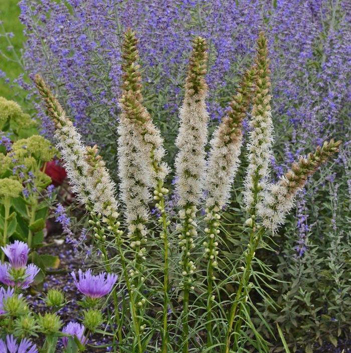 Liatris spicata 'Floristan White' Floristan White Blazing Star from ...