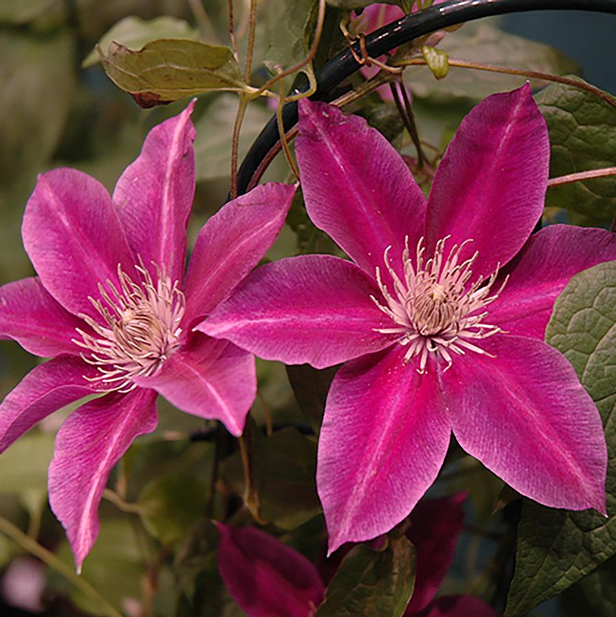 Clematis Killian Donahue