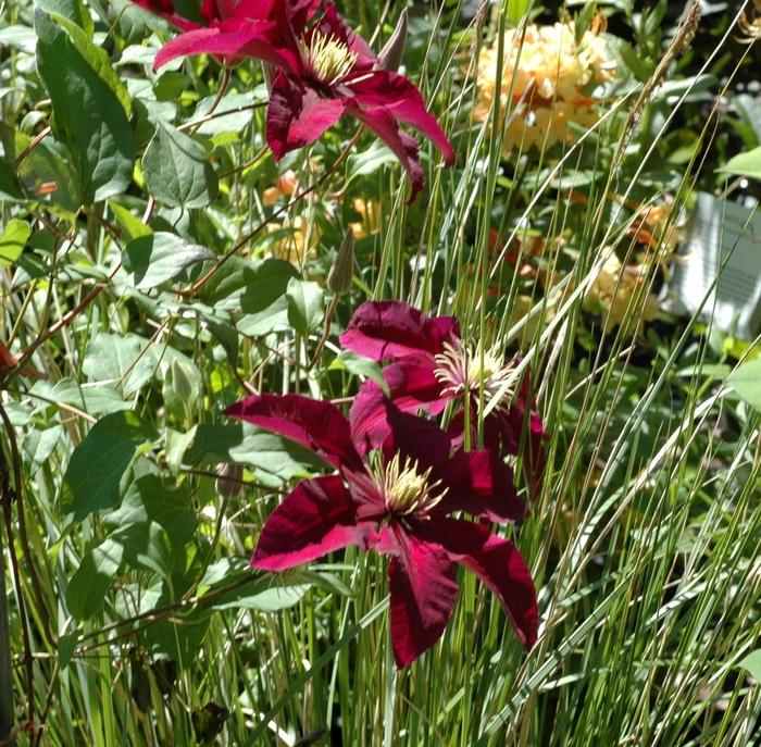 Clematis Niobe