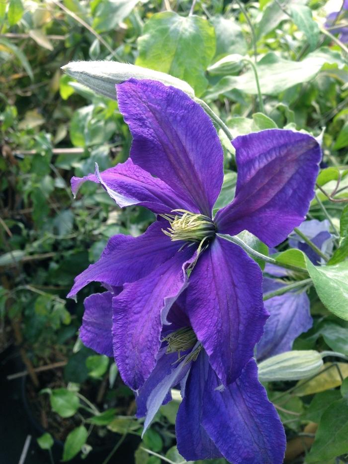 Clematis Rhapsody