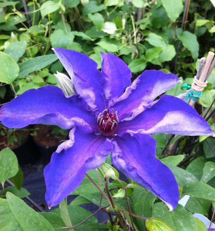 Clematis The President