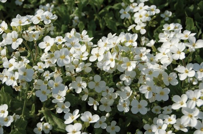 Arabis caucasica Snowcap