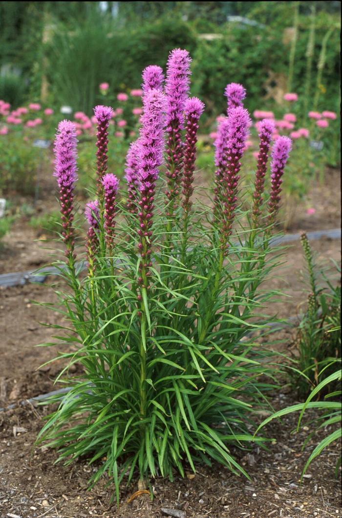 Liatris spicata Kobold