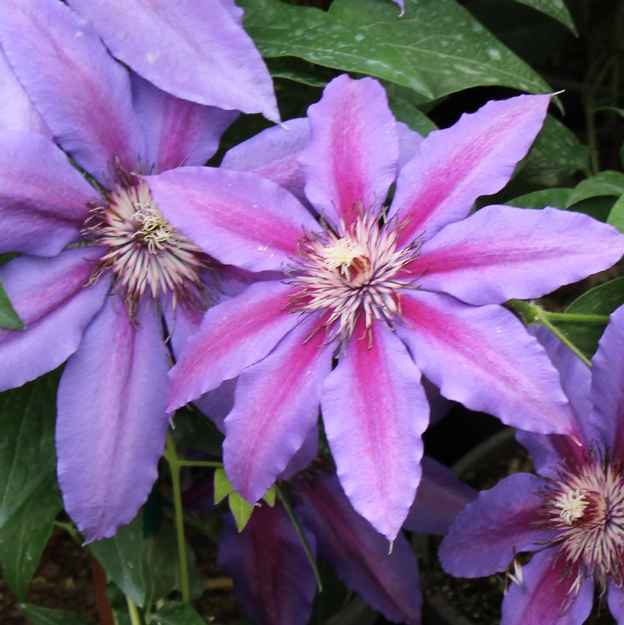 Clematis Vancouver™ Starry Nights