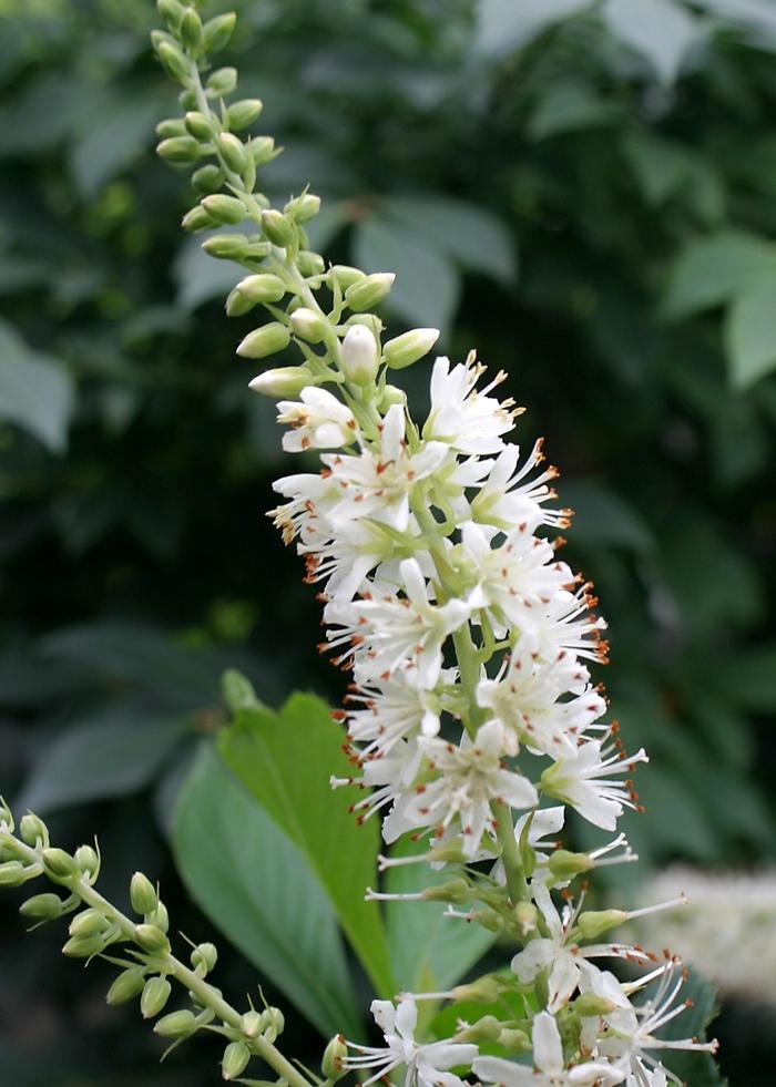 Clethra alnifolia Sugartina®