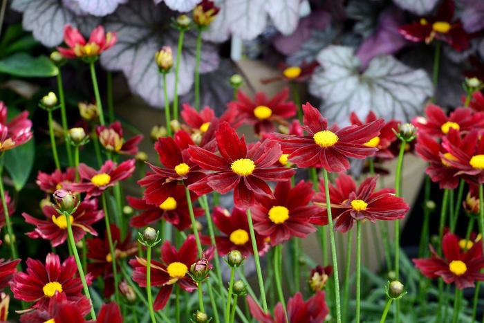 Coreopsis L'il Bang™ Red Elf