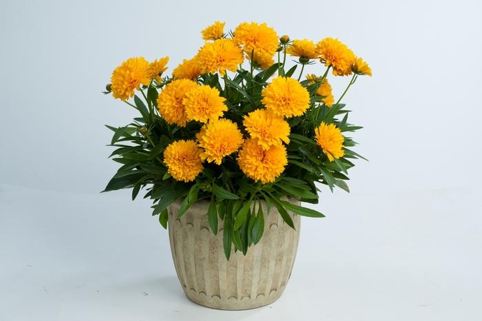 Coreopsis grandiflora Solanna™ Golden Sphere