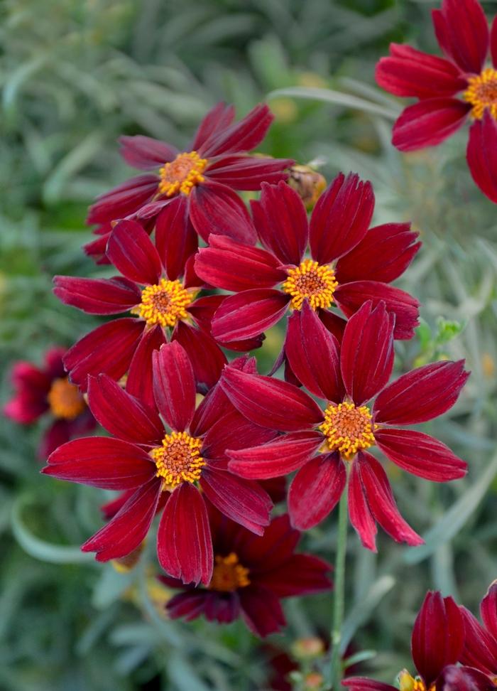 Coreopsis Permathread™ Red Satin