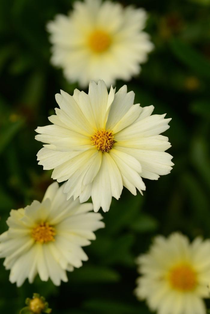 Coreopsis UpTick™ Cream