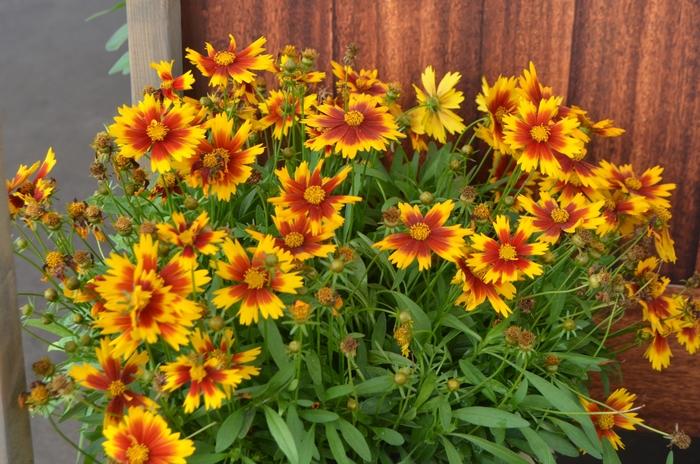 Coreopsis UpTick™ Gold & Bronze