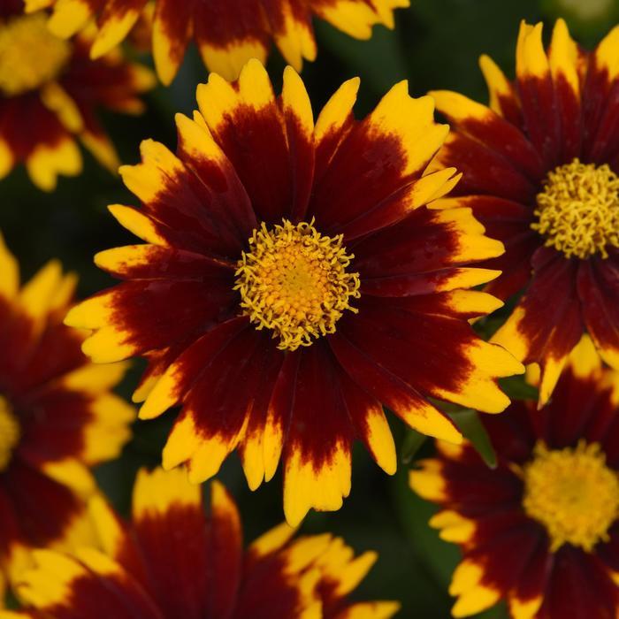 Coreopsis UpTick™ Red