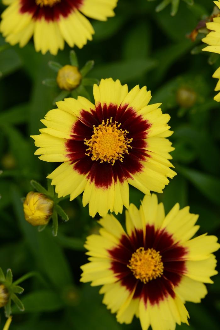 Coreopsis UpTick™ Yellow & Red