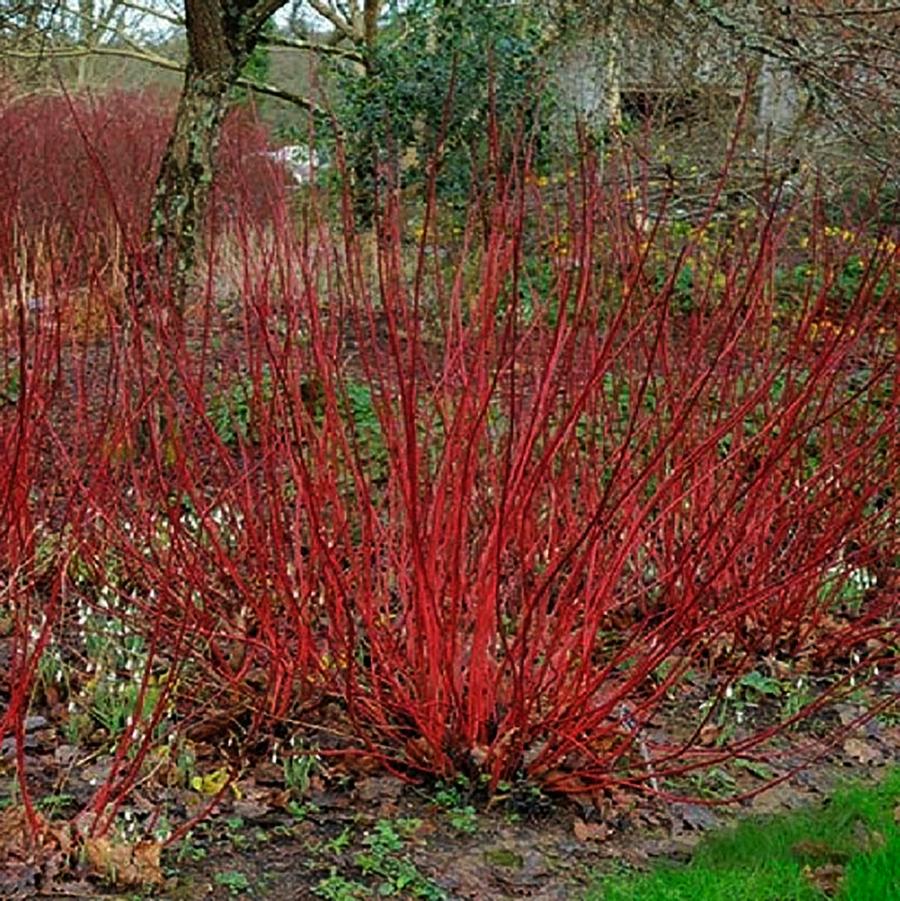 Cornus alba Little Rebel®