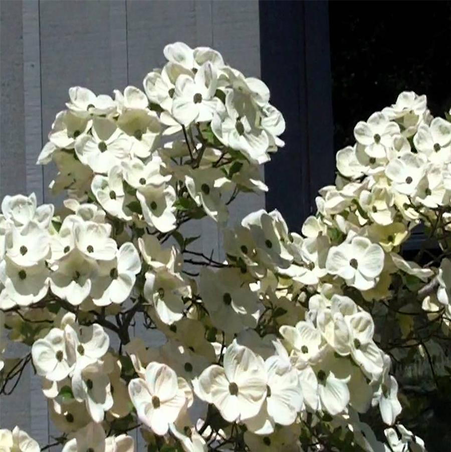 Cornus nuttallii x florida Eddie's White Wonder