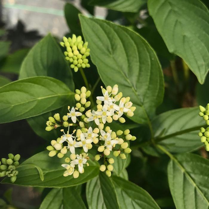 Cornus stolonifera Arctic Fire® Yellow 