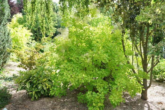 Cotinus coggygria Winecraft Gold®