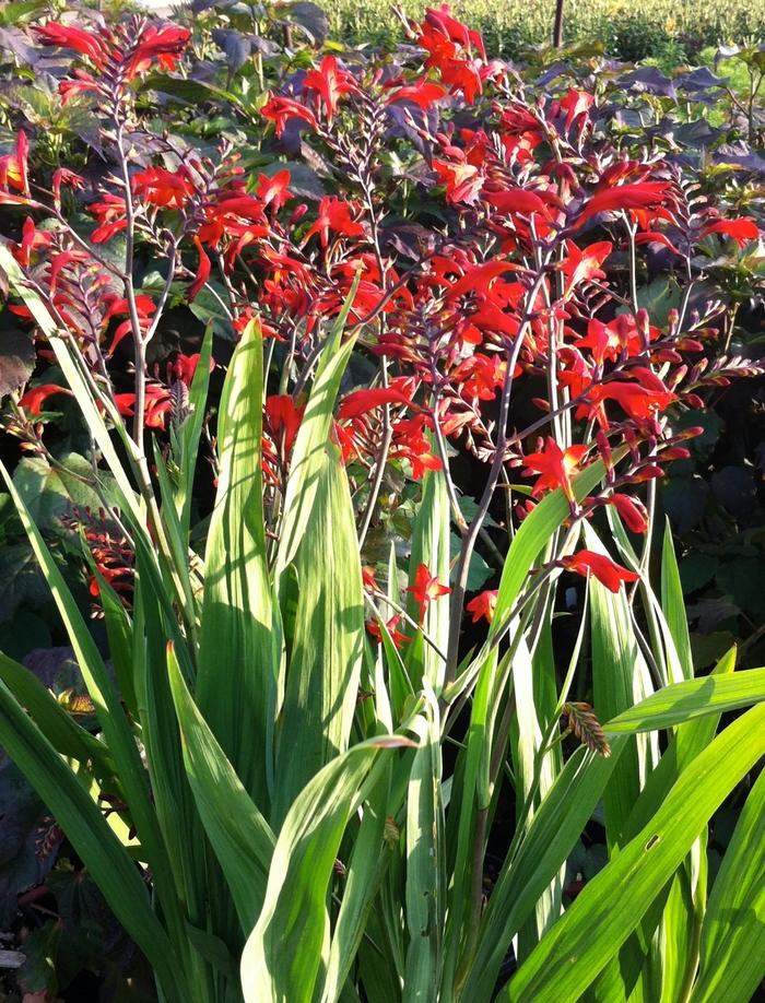 Crocosmia Emberglow