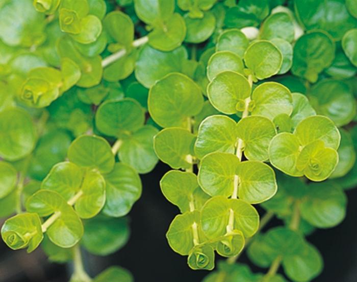 Lysimachia nummularia Goldilocks