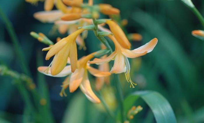 Crocosmia x crocosmiiflora George Davidson