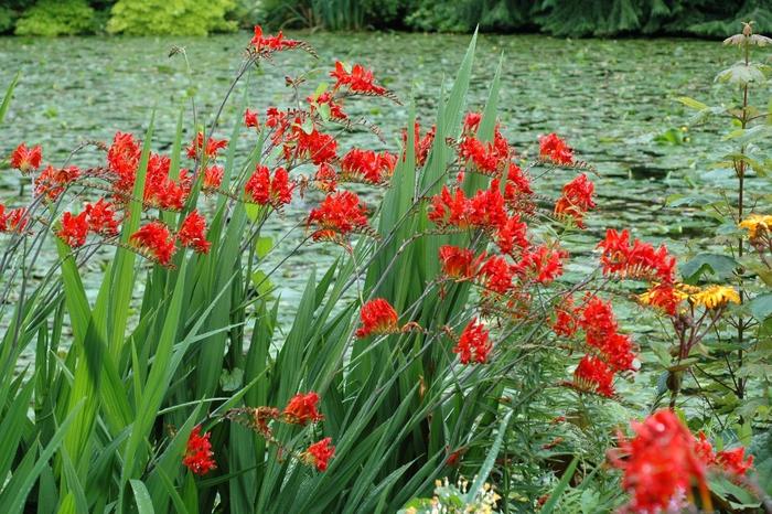 Crocosmia aurea Lucifer