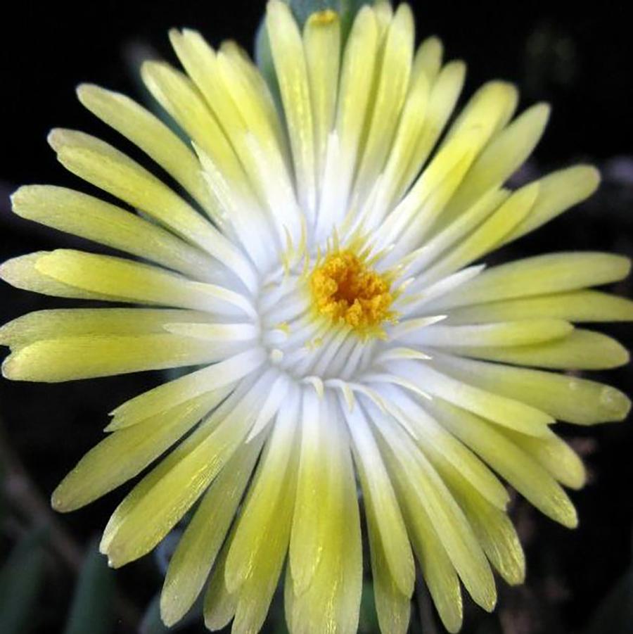 Delosperma cooperi Jewel of Desert Peridot