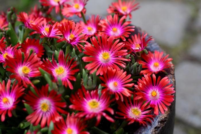 Delosperma cooperi Jewel of Desert Garnet