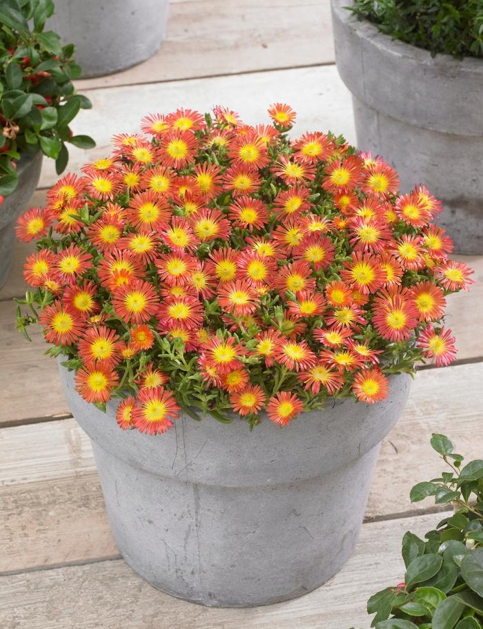 Delosperma Wheels of Wonder® Fire 2.0