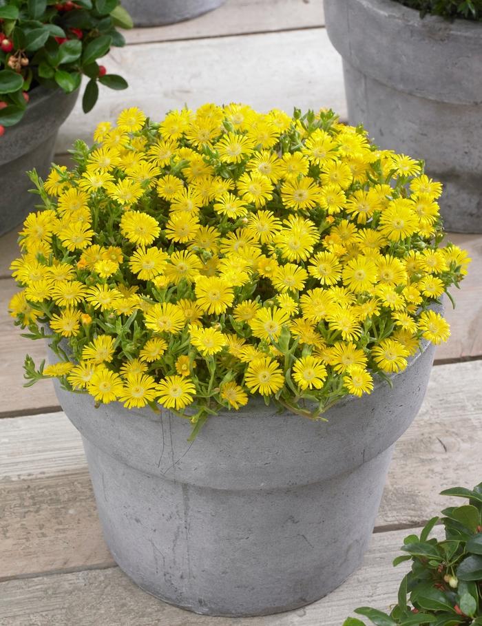 Delosperma Wheels of Wonder® Golden Wonder