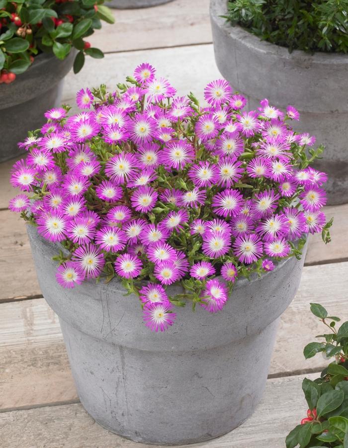 Delosperma Wheels of Wonder® Violet Wonder