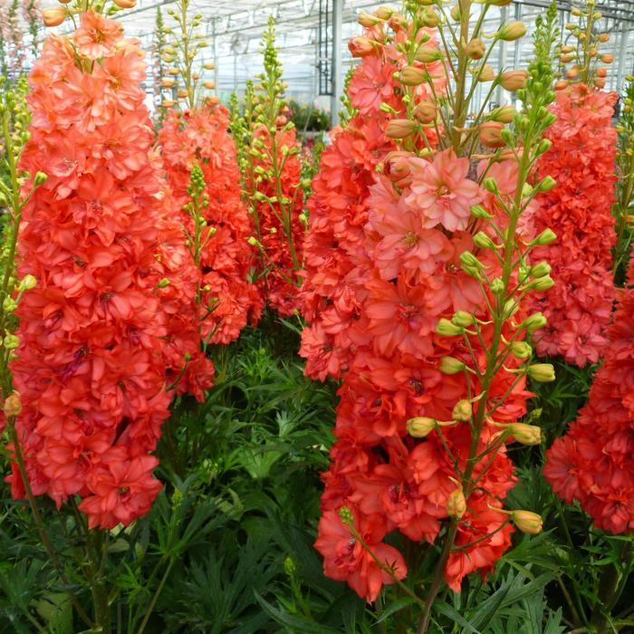 Delphinium Red Lark