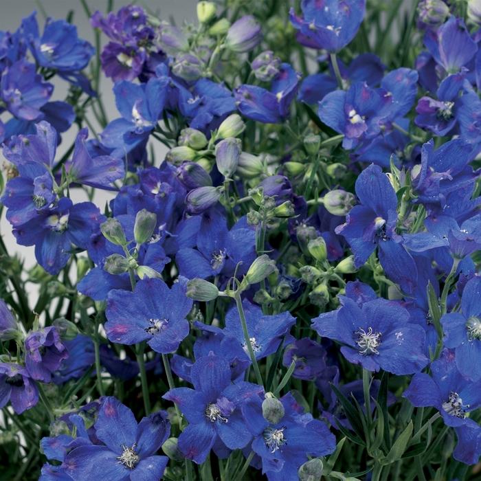 Delphinium grandiflorum Delfix® Blue