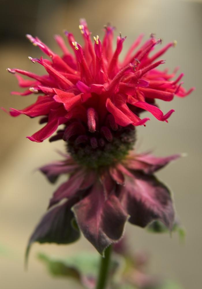 Monarda didyma Fireball