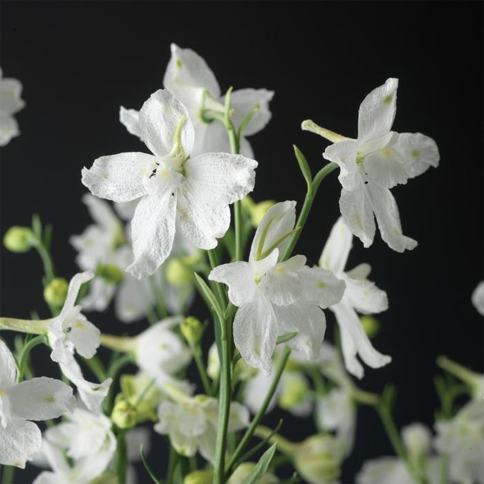 Delphinium grandiflorum Delfix® White