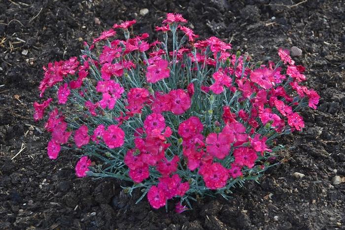 Dianthus Paint the Town Magenta