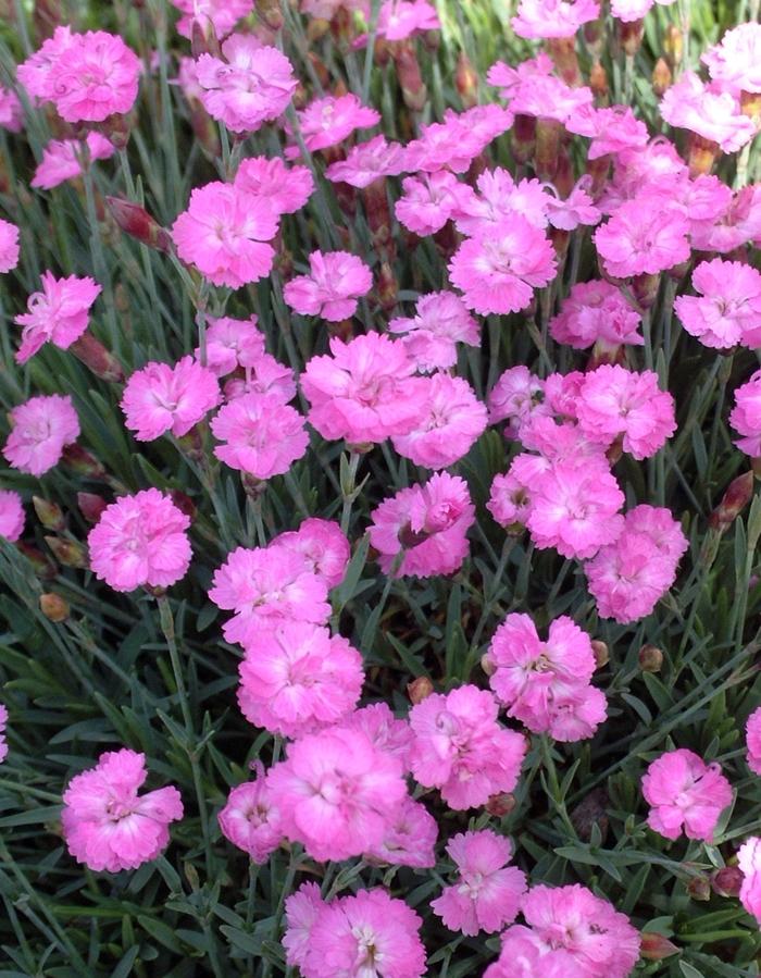 Dianthus gratianapolitanus Tiny Rubies