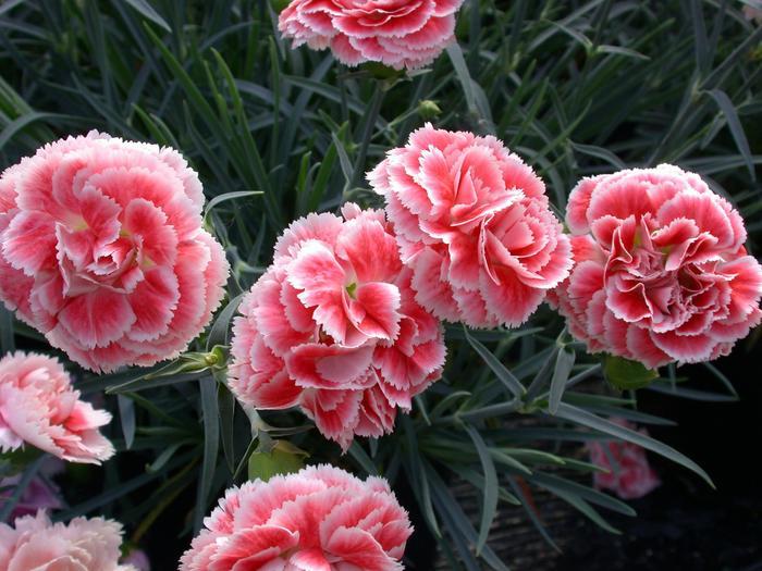 Dianthus Scent First® Coral Reef