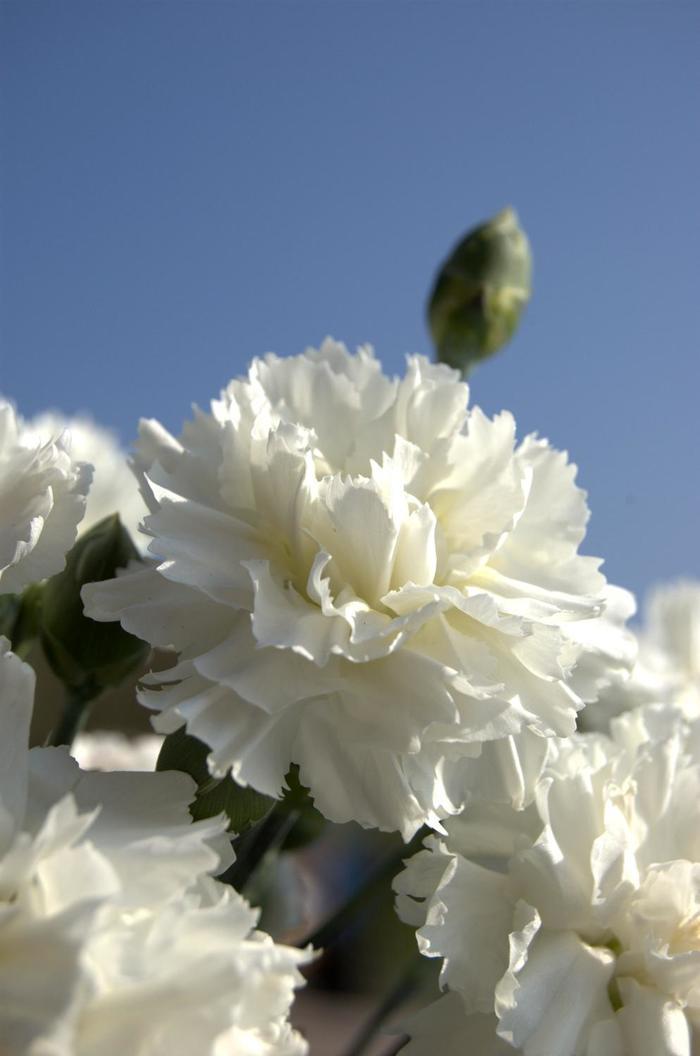 Dianthus Scent First® Memories