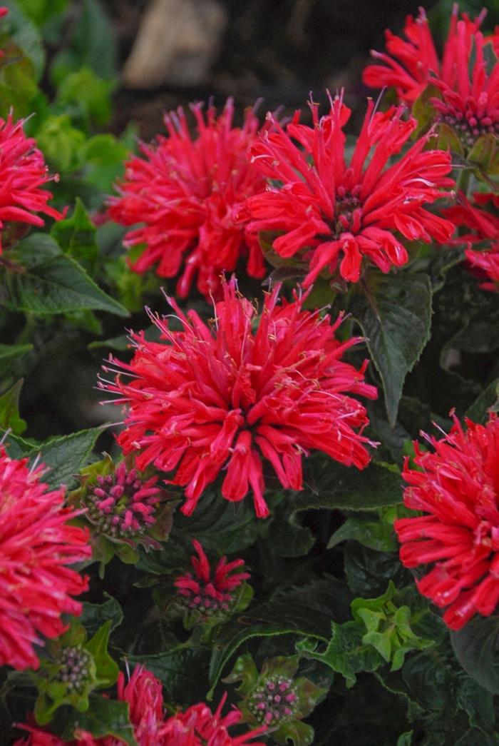 Monarda didyma Pardon My Cerise