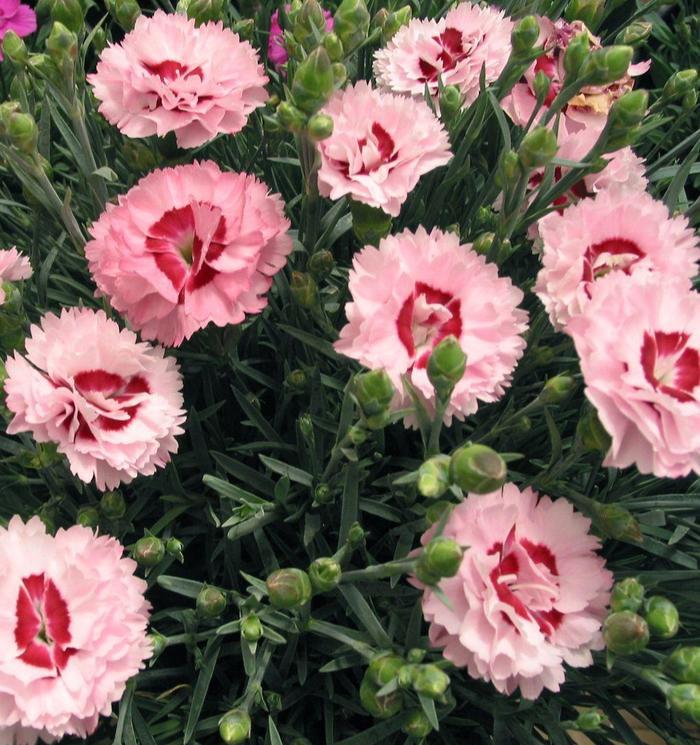 Dianthus Scent First® Raspberry Surprise