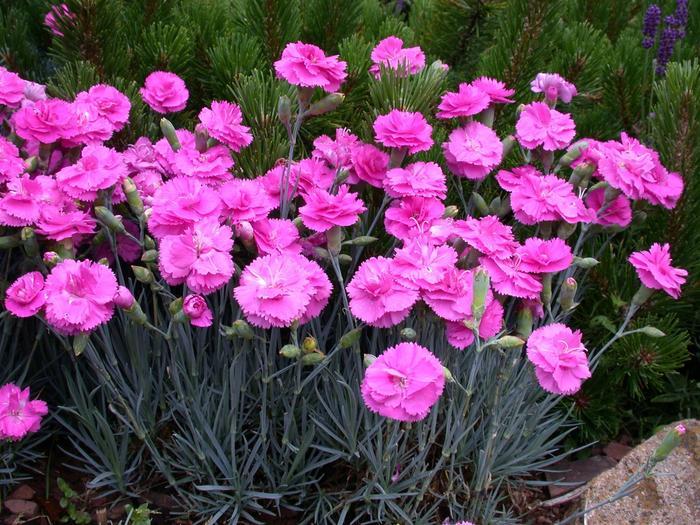 Dianthus Scent First® Tickled Pink