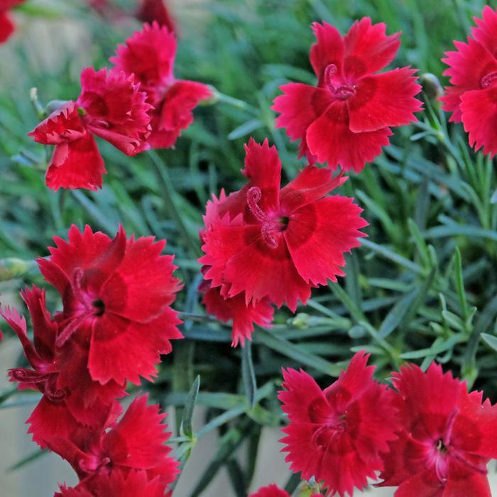 Dianthus Star Single™ Fire Star Improved