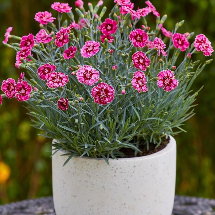 Dianthus Star Single™ Superstar