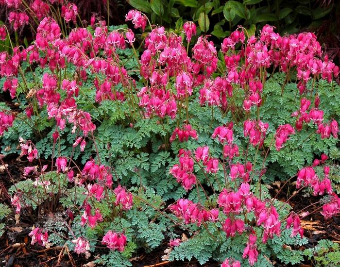 Dicentra King of Hearts