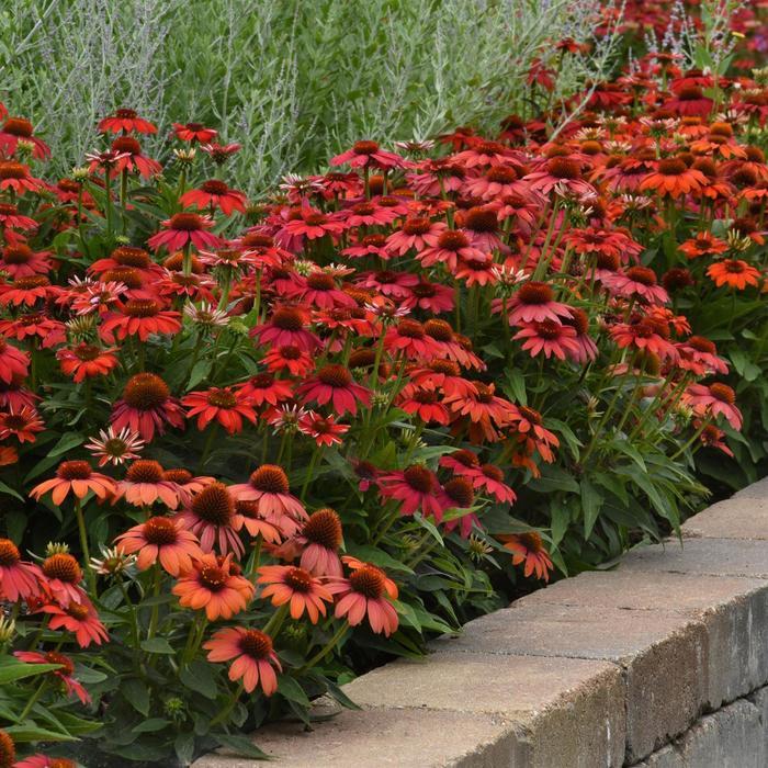 Echinacea Artisan™ Red Ombre