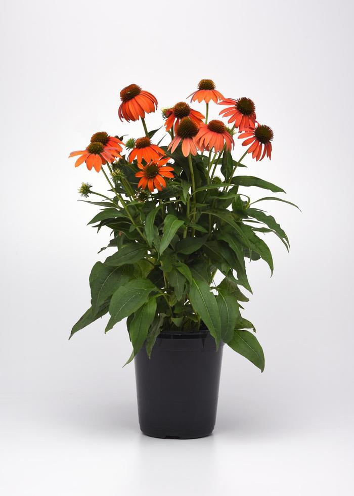 Echinacea Artisan™ Soft Orange