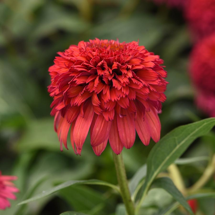 Echinacea Double Scoop™ Raspberry Deluxe