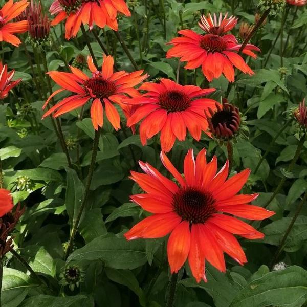 Echinacea Panama™ Red