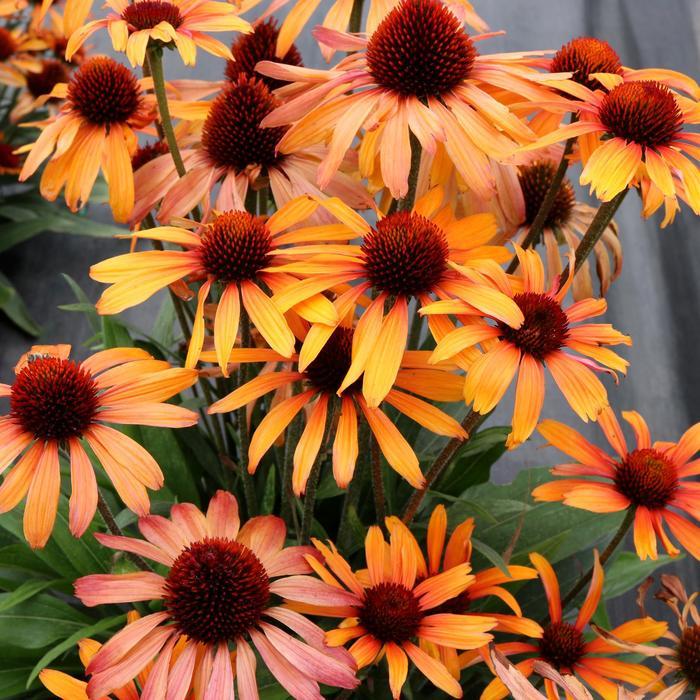 Echinacea Prima™ Tiger